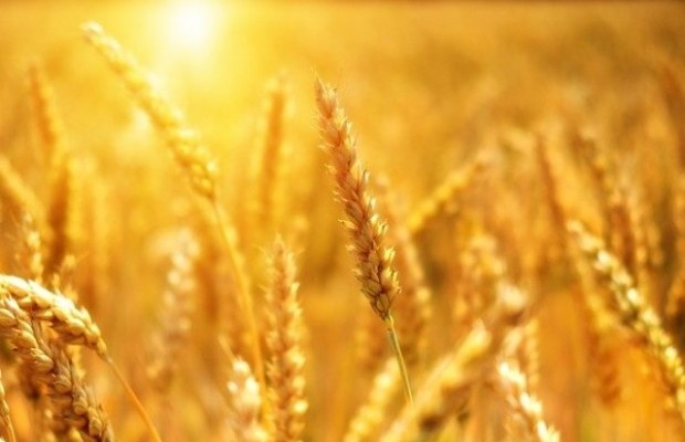  Лечебные свойства проросшей пшеницы