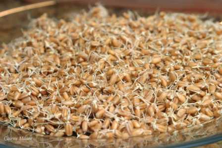 Польза от проросшей пшеницы