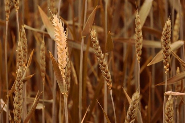 польза для здоровья пшеницы